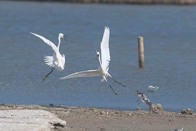 Kleine Zilverreiger